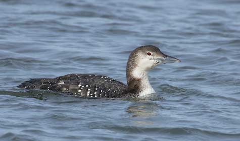 Great Northern Diver (Gavia immer) photo image