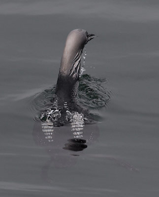 Pacific Loon (Gavia pacifica) photo