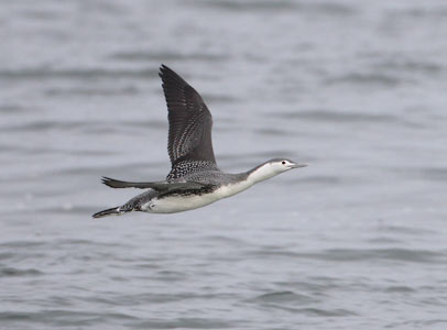 Red-throated Loon (Gavia stellata) photo