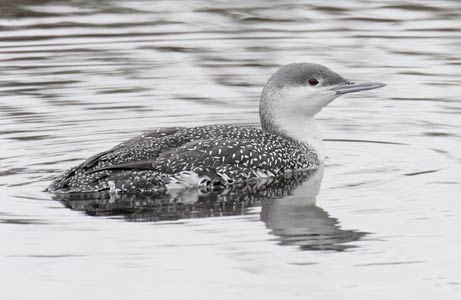 Red-throated Loon (Gavia stellata) photo image
