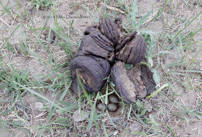 Asian Short-toed Lark (Calandrella cheleensis) photo