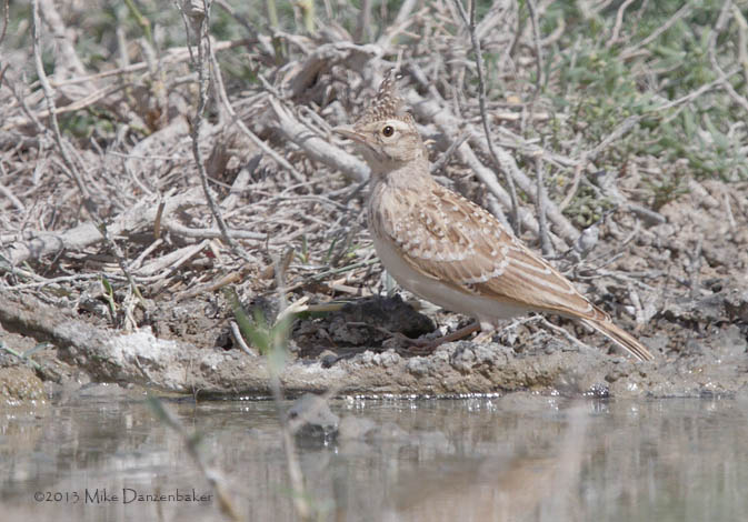 Crested Lark (Galerida cristata) photo image