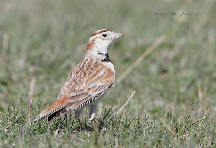 Mongolian Lark (Melanocorypha mongolica) photo image