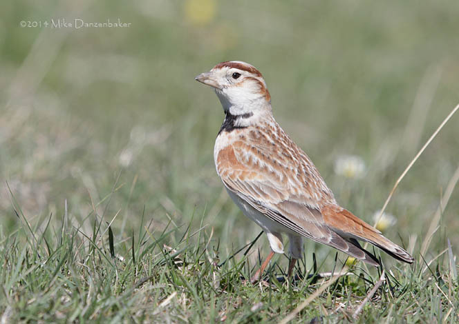 Mongolian Lark (Melanocorypha mongolica) photo