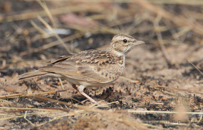 Sun Lark (Galerida modesta) photo image