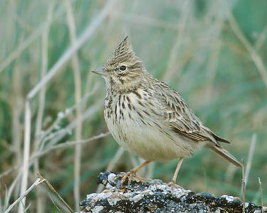 Thekla Lark (Galerida theklae) photo image
