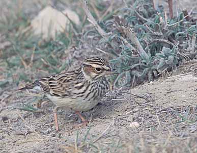 Woodlark (Lullula arborea) photo image