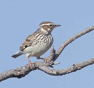 Woodlark (Lullula arborea) photo image