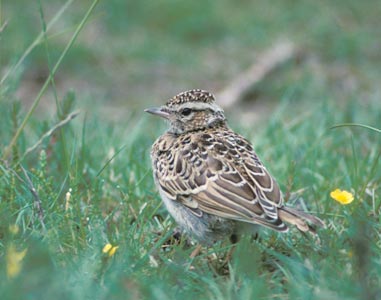 Woodlark (Lullula arborea) photo image