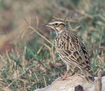 Woodlark (Lullula arborea) photo image
