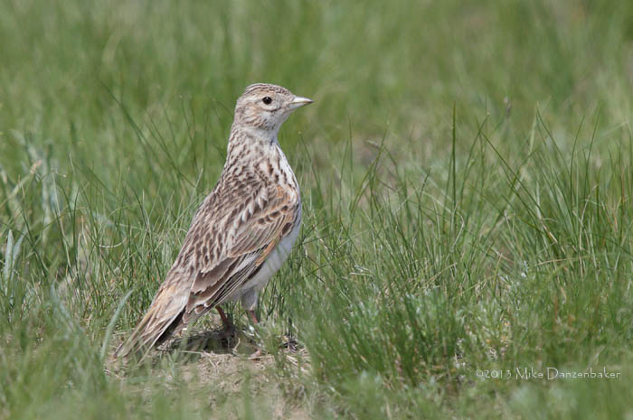 White-winged Lark (Melanocorypha leucoptera) photo image