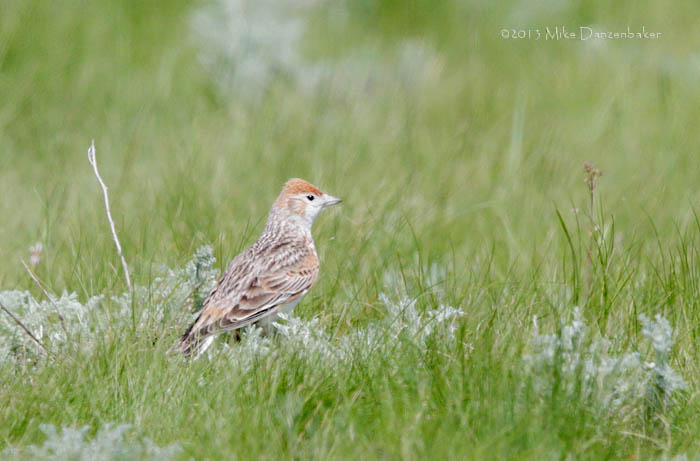 White-winged Lark (Melanocorypha leucoptera) photo image