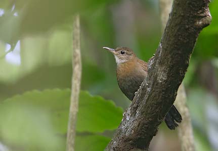 Gray-throated Leaftosser (Sclerurus albigularis) photo image