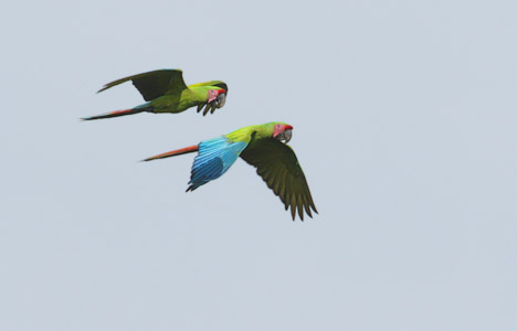 Great Green Macaw (Ara ambiguus) photo image