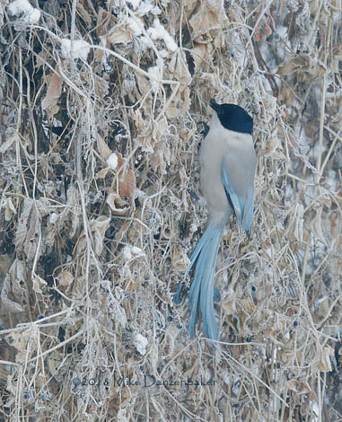 Azure-winged Magpie (Cyanopica cyanus) photo image