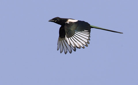Eurasian Magpie (Pica pica) photo image