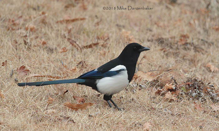 Oriental Magpie (Pica serica) photo image