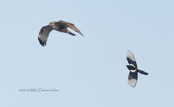 Oriental Magpie (Pica serica) photo image