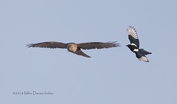 Oriental Magpie (Pica serica) photo image