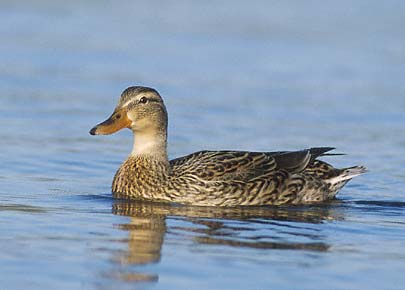 Mallard (Anas platyrhynchos) photo image