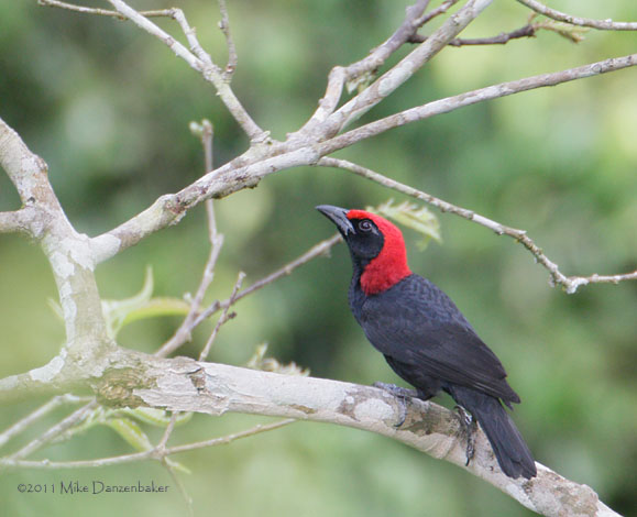 Red-headed Malimbe (Malimbus rubricollis) photo image