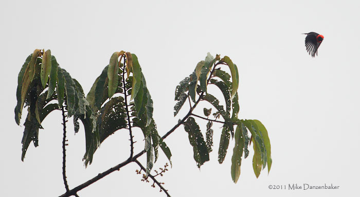 Red-vented Malimbe (Malimbus scutatus) photo image