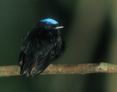 Blue-crowned Manakin (Pipra coronata) photo