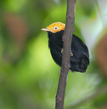 Golden-headed Manakin (Dixiphia erythrocephala) photo image