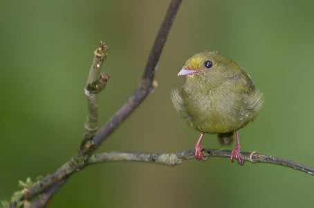 Golden-winged Manakin (Masius chrysopterus) photo image