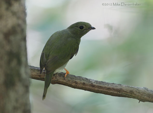 Long-tailed Manakin (Chiroxiphia linearis) photo