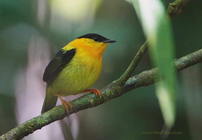 Orange-collared Manakin (Manacus aurantiacus) photo image