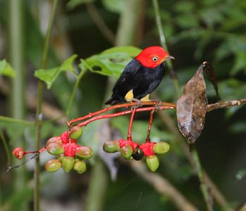 Red-capped Manakin (Pipra mentalis) photo