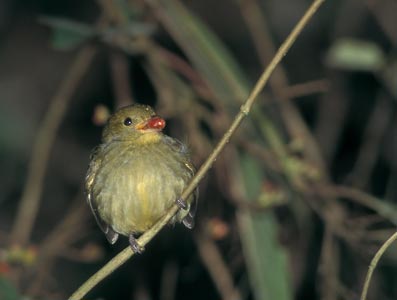 Red-capped Manakin (Dixiphia mentalis) photo image
