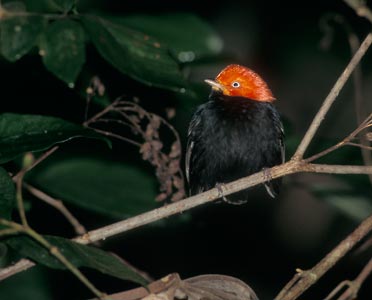 Red-capped Manakin (Pipra mentalis) photo