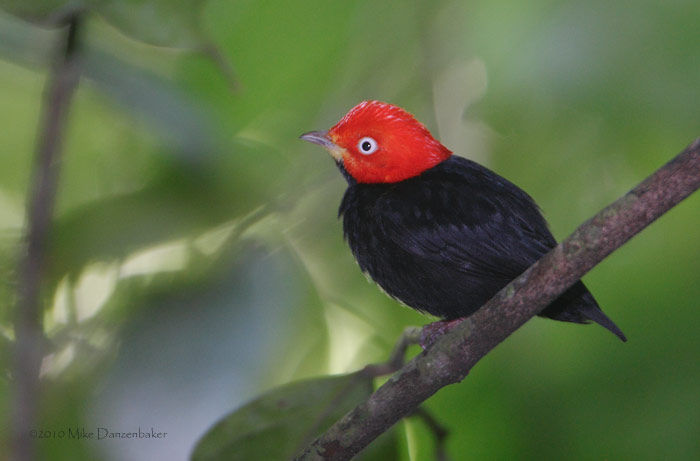 Red-capped Manakin (Dixiphia mentalis) photo image