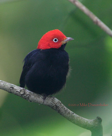 Red-capped Manakin (Dixiphia mentalis) photo image