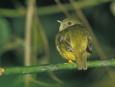 White-collared Manakin (Manacus candei) photo