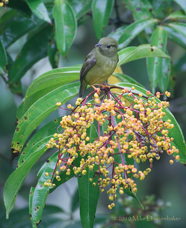 White-collared Manakin (Manacus candei) photo