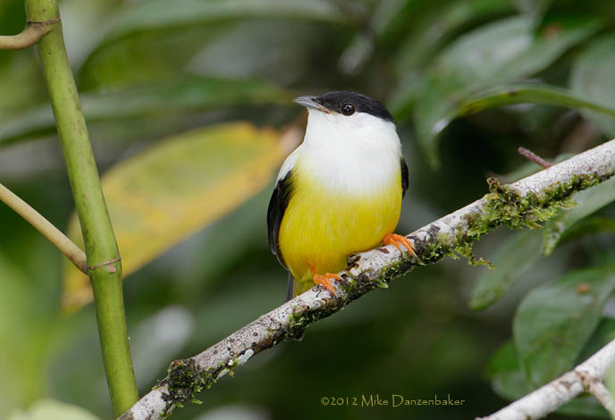 White-collared Manakin (Manacus candei) photo