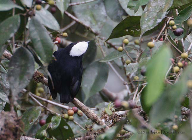 White-crowned Manakin (Dixiphia pipra) photo image