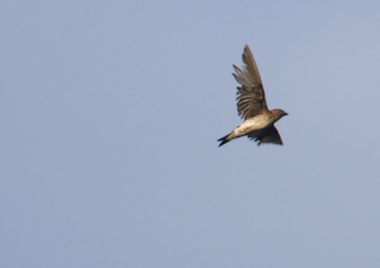 Brown-chested Martin (Progne tapera) photo image