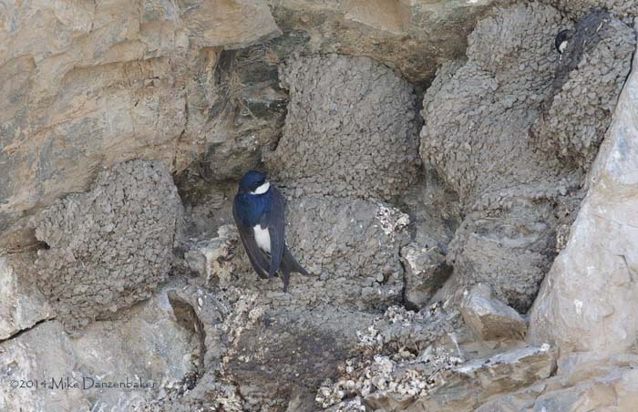 Common House Martin (Delichon urbicum) photo