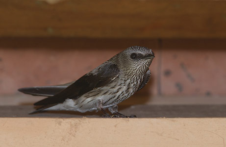Mascarene Martin (Phedina borbonica) photo