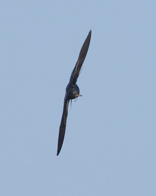 Purple Martin (Progne subis) photo image