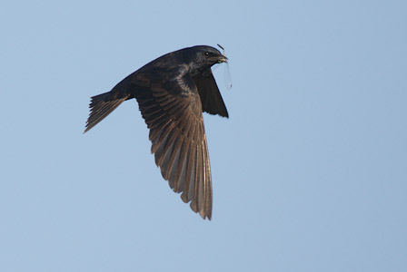 Purple Martin (Progne subis) photo image