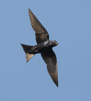 Purple Martin (Progne subis) photo image