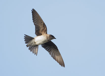 Purple Martin (Progne subis) photo image