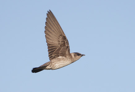 Purple Martin (Progne subis) photo image