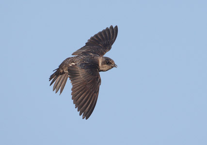 Purple Martin (Progne subis) photo image