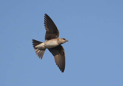 Purple Martin (Progne subis) photo image